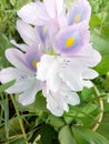 The water hyacinth & x28;Eichhornia crassipesÃÂ & x28;Mart.& x29; Solms& x29; Royalty Free Stock Photo